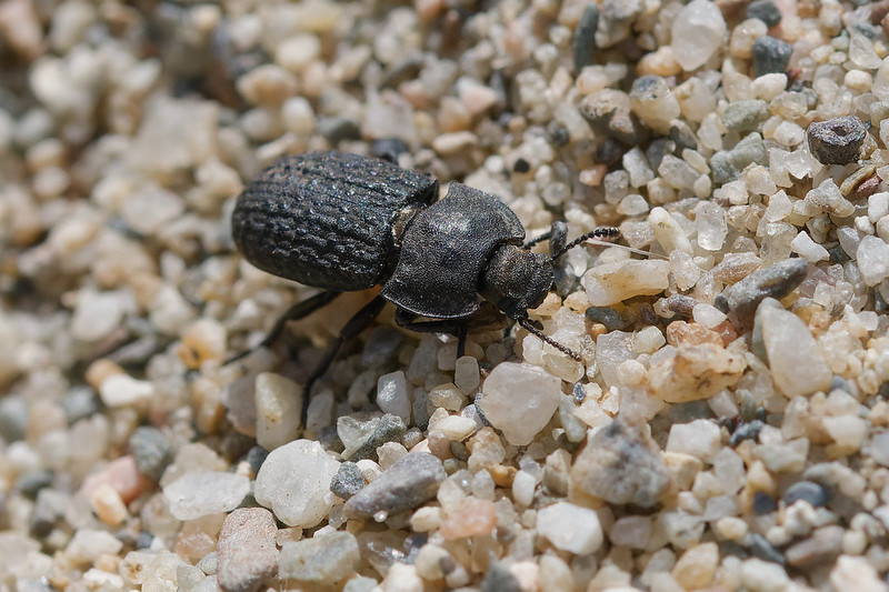 22 Opatrum sabulosum.jpg
